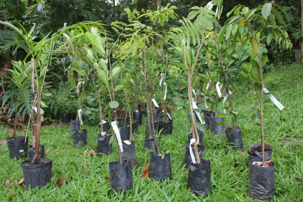 Carbon Free Mudas nativas para neutralização de carbono