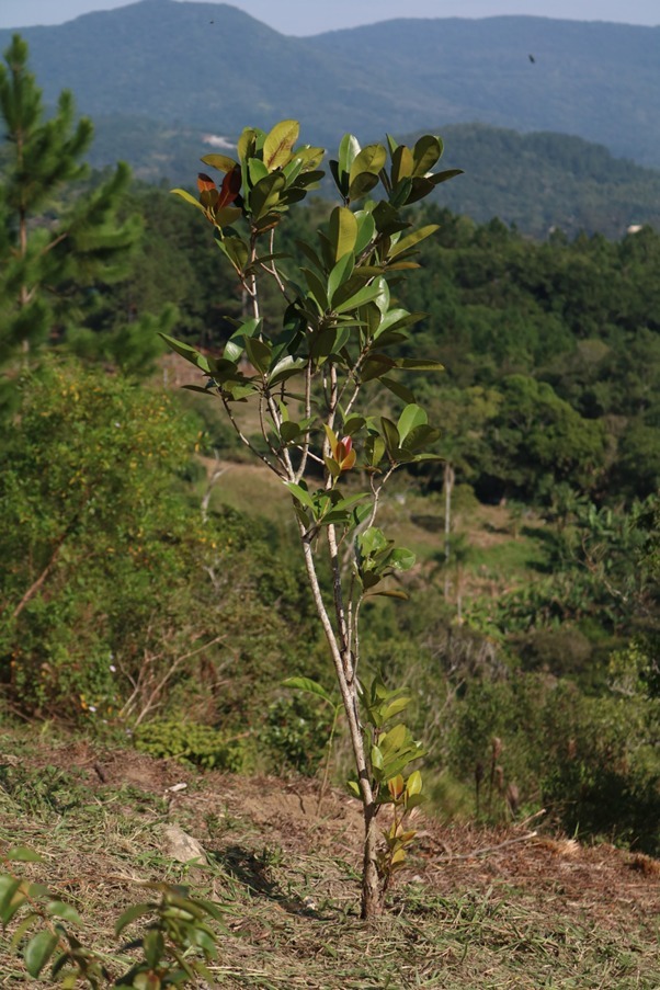 Dia da árvore: E a Carbon Free tem muito a comemorar!