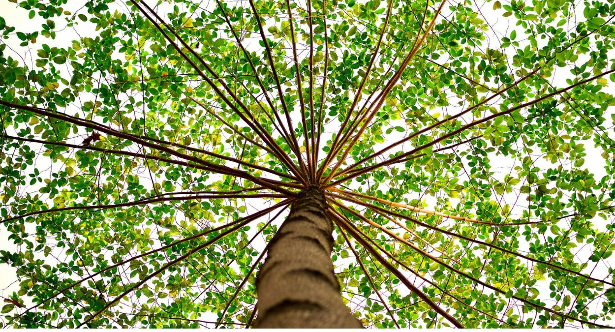 Neutralização de carbono: o que é, como funciona e quando investir