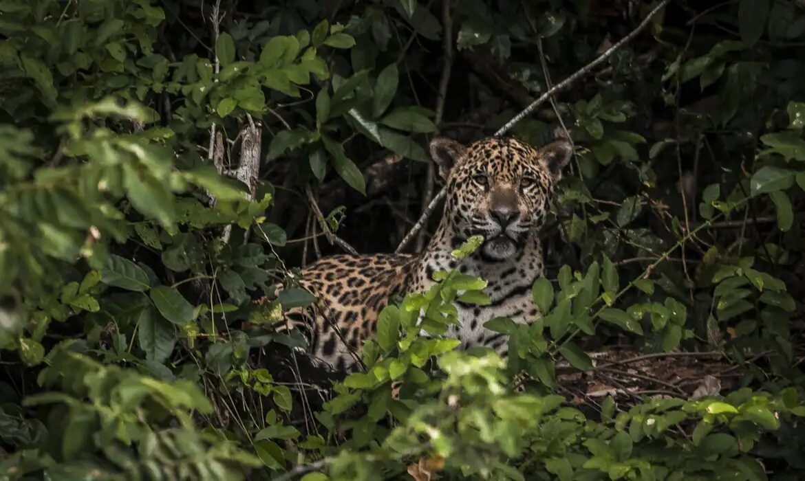 O que você precisa saber sobre REDD e REDD+