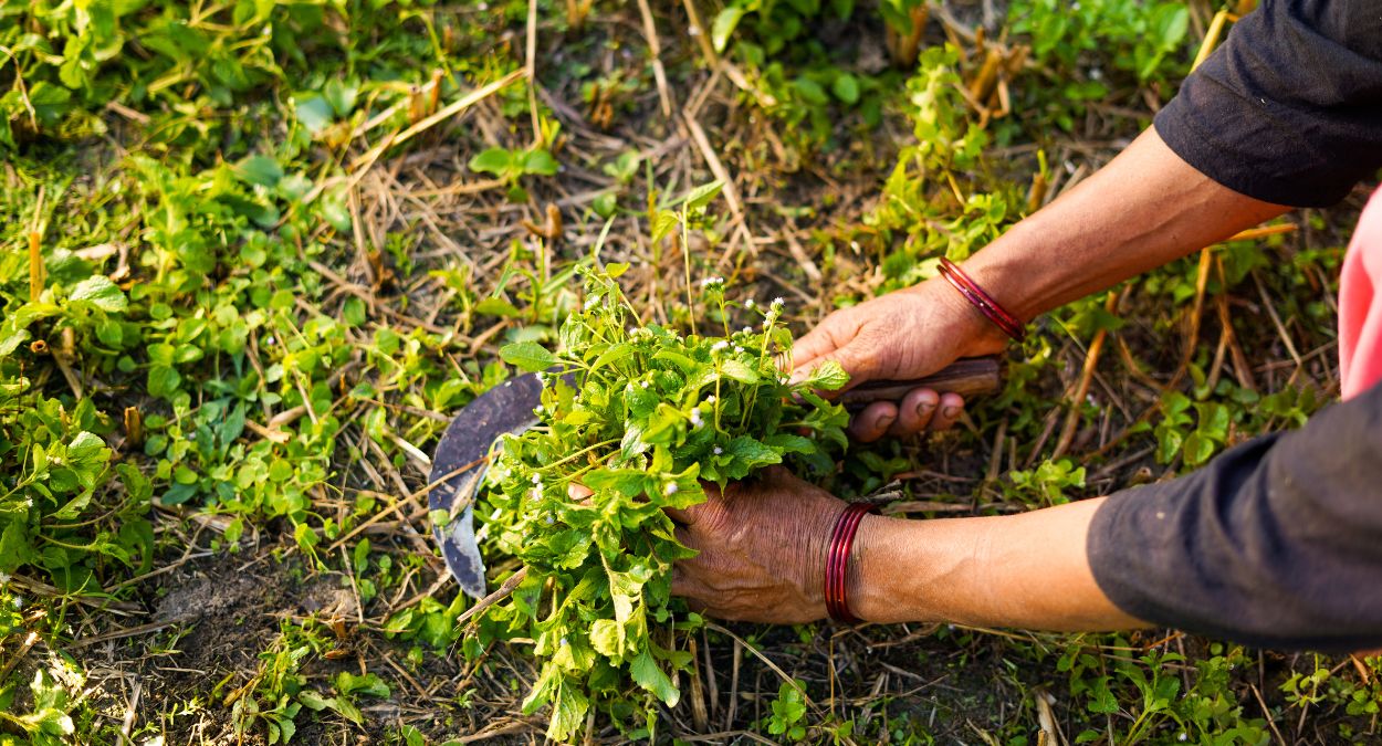 Agricultura regenerativa: como a tecnologia digital está transformando o agro e reduzindo emissões
