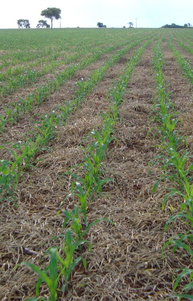 Sistema De Plantio Direto 655x1024