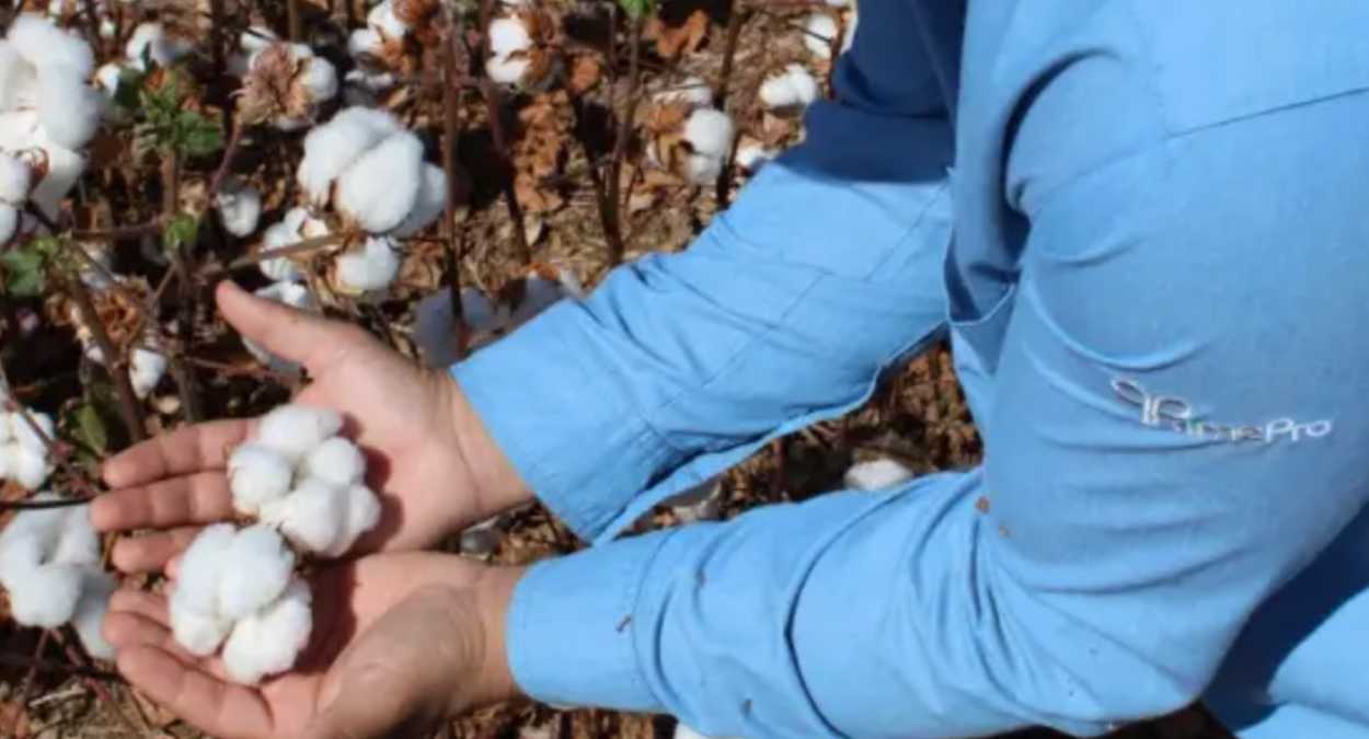 Petrovina Sementes | Case de Inventário de GEE